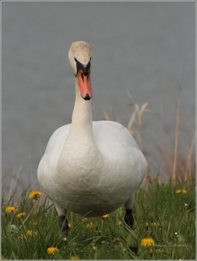 <p>Labuť velká (Cygnus olor) –--- /Mute schwan – Höckerschwan/</p>
